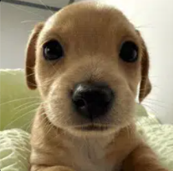 Dogfund